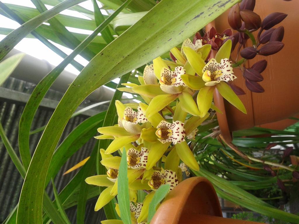 Chambres D'Hotes L'Orchidee Rose Salazie Eksteriør billede